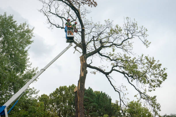 Best Tree Stump Removal  in Great Falls, SC